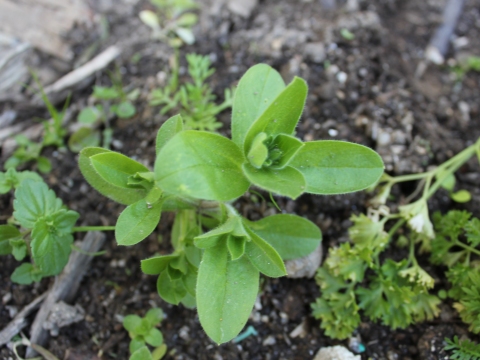 5.	Calêndula (Calendula officinalis)
Data da fotografia: 27/03/2018
Utilidade/ função na horta: Combate os nemátodos. Favorece a presença de crisopas, sirfídeos, joaninhas, percevejos Macrolophus, predadores de ácaros e de moscas brancas.